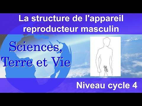 La structure de l'appareil reproducteur masculin