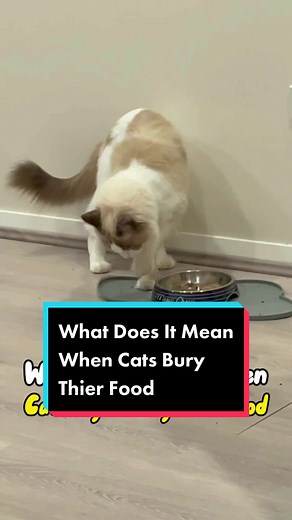 Why Do Cats Bury Their Food? | Explained Reasons