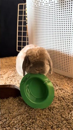 Hoppy St Patty’s Day