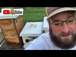 Feeding pollen patties late summer | Beekeeping
