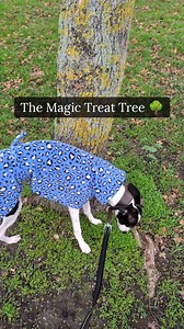 2.8K views | The Magic Treat Tree  This can be a great way to calm...