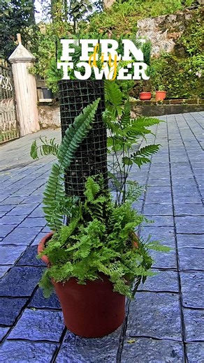 Home gardens on Instagram: "DIY Fern Tower 🌿 Create a beautiful DIY Fern Tower using simple materials! 🌿✨ A perfect vertical gardening idea to add freshness and height to your garden space. #ferntower #diygarden"