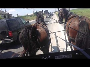 Funny horse poops on horse and buggy ride