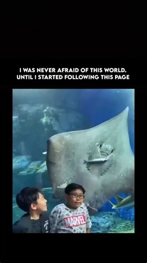 WildSide.Planet on Instagram: "A stingray is a flat-bodied fish closely related to sharks, belonging to the group known as cartilaginous fish (their skeletons are made of cartilage instead of bone). Stingrays have wide, wing-like pectoral fins that they use to gracefully “fly” through the water, often gliding just above the seafloor. Their eyes are positioned on top of their bodies, while their mouths, nostrils, and gill slits are located underneath—an adaptation that helps them feed on prey hid