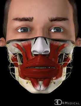 Sinus Pneumatization