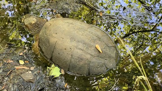 The common snapping turtle (Chelydra serpentina) is a species of large freshwater turtle in the family Chelydridae. After emerging from brumation in early spring, turtles begin feeding and searching for mates. Snapping turtles generally reach maturity at 8 to 10 years and can live up to 40 years or more. They typically occupy home ranges of 4 to 22 acres, depending on the size of the wetland. As omnivores, snapping turtles feed on plants, insects, spiders, worms, fish, frogs, small turtles, snak