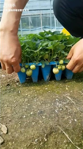Strawberry Plant Growing and Harvest #strawberry #short