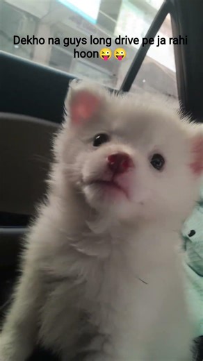 #dekho na guys meme#cutedog#funnyshorts#tomy the POM