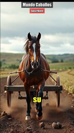 Irish Draught: An Epic Legacy! 🐴 #horses #colombiantrotandgallop #equestrian