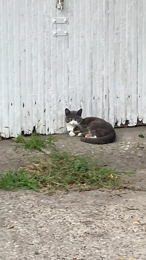 14K views · 2.2K reactions | Trip is a 3-legged former “Not-My-Cat” that had a traumatic leg injury. Thank goodness he was helped and is healing in our sanctuary. He is now neutered, vaccinated, and his leg unfortunately had to be amputated. He will heal and be loved until he is adopted! Are you his new family? #NotMyCat #straycat #help #injured #stray #cats #teamwork #furballfarmcatsanctuary #nonprofit #visit #bucketlist #minnesota | Furball Farm Cat Sanctuary | Facebook