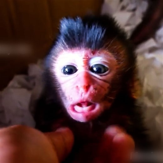 52K views · 1.9K reactions | New Born Monkey , Welcome New member baby monkey Abe very cute hello baby welcome!! #AnimalHome | Animal Home | Facebook