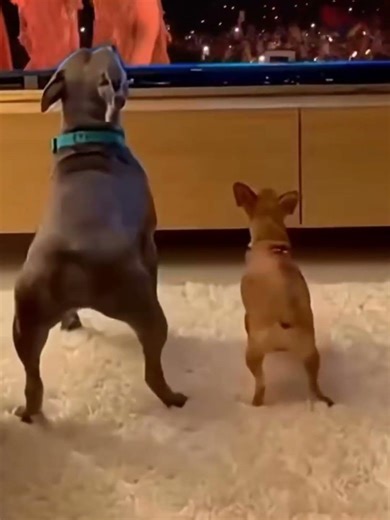 😈 Dogs Be Like: “We Know Everything” #animation #comic #funny