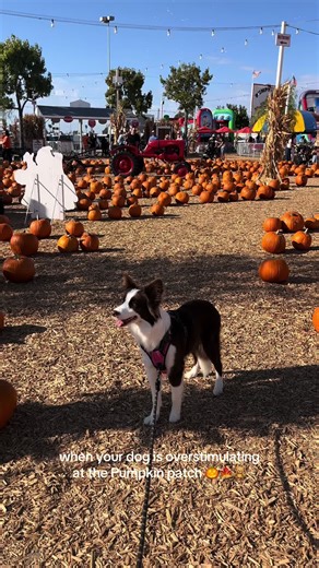 too many pumpkins for her 🎃🎃🎃