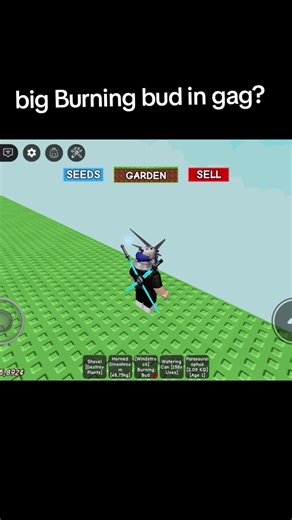 Exploring the Largest Cannabis Buds