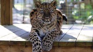 Did you know that Amur leopards are the rarest cat on Earth with only 57 living in the wild? Find out more about this species that features our Amur leopard Natalia. | Big Cat Rescue