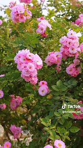 Kristina Jati on TikTok