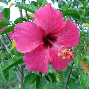 Flora: Què és? Característiques, Classificació i Més ▷➡️ Postposmo