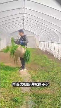 The entire process of raising grasshoppers! #shorts | #documentary #interesting #creative