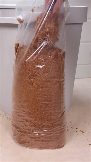 Mushroom Compilation 2025 | Boxlapse