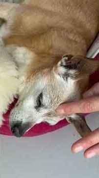 Cane anziano dolore alla schiena - Massaggio e agopuntura