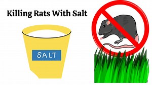 DIY Rat Poison: Killing Rats With Salt In Few Steps (2026)