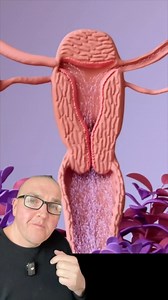 You might be pregnant. #pregnant #fertility #anatomy | SCI Body Therapy