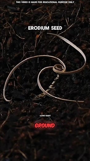 This Seed Can Plant Itself! #facts #science #shorts