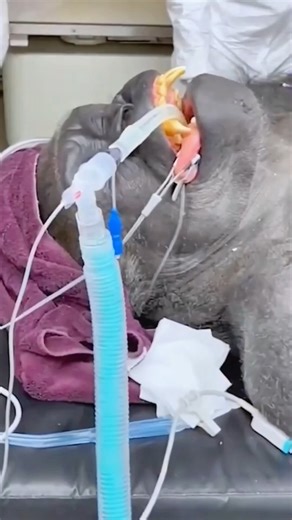 RescueTails on Instagram: "Baby chimp's tough start... now sees keeper as mom! 🐒❤️ #animals #pets #shortfeed #rescue #chimp"