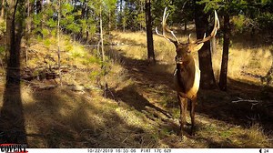 1K views · 55 reactions | Covert Scouting Cameras on Reels | Facebook