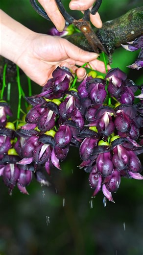 1.8K views | Eat spring! Healing wildflower picking reveals the ancients' springtime floral feast. | Cooksy | Facebook