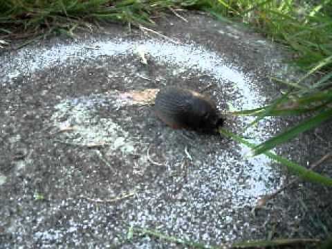 Ring of salt round a slug