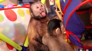 Monkey Brothers Loving and Playing in the Play Room! 😍 | MonkeyBoo