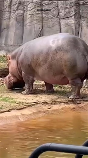 230K views · 2.1K reactions | This Is Why Hippo Spray Poop  | #shorts #viralvideo #fact | Factsx | Facebook