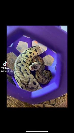 #ballpython #ballpythonmorphs #ballpythonbreeder #python #snake #snakes #reptile #photo #photographer #photoshoot | Black Lake Reptiles