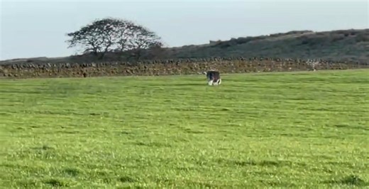 12K views · 28 reactions | ❗️FARM TO FARM SALE❗️ 50 HERDWICK SHEARLINGS Straight of hill ( 900ft above sea) not pushed or pampered just straight working sheep £125 ovno will be gone soon Contact Kenton 07711469280 | Hawes Farmers Auction Mart | Facebook