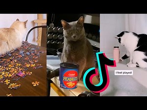 Cats knocking things over | Funny Tiktok Compilation