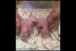 WATCH: Theme park welcomes surprise giant panda twins
