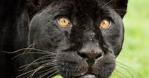 The tales of all the times big cats have been sighted in Essex