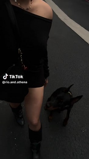 Black Doberman: A Look at Their Unique Beauty