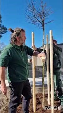 Tutorial Baumpflanzung