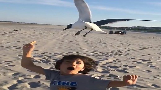 Proof that seagulls might even more terrifying in slow motion... | This is Happening