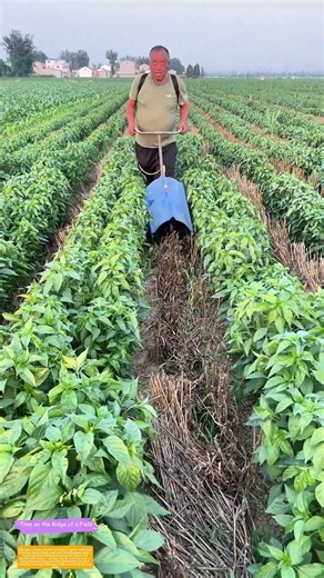 Weeding Between the Rows: How One Farmer’s DIY Tool Saves Time and Crop Health