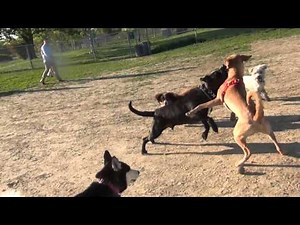 RAW!!!!!!! Yellow Lab Blue Healer Mix Fights Black Lab At Omaha Dog Park
