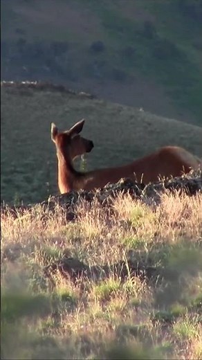 Cow Elk Calling for Calf on High Mountain Ridge in Midsummer