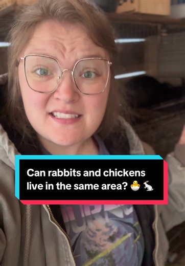 Raising Rabbits and Chickens Together: Is It a Good Idea?