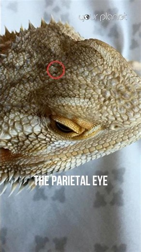 why lizards have third eyes on their heads | Your Planet #naturedocumentary #worldwildlifeday