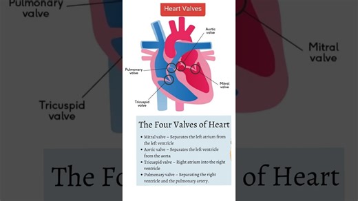#Anatomy of Human Heart 🫀