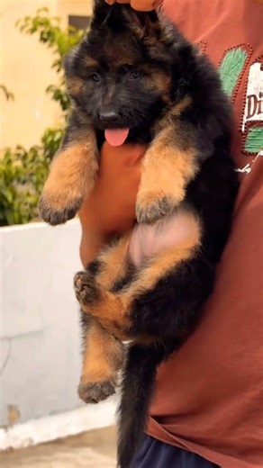 8810623046 German Shepherd puppy ready strong bloodline smart trained quality pup book fast today