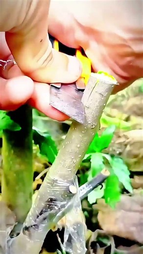 Tree branch grafting process using fresh plant cutting