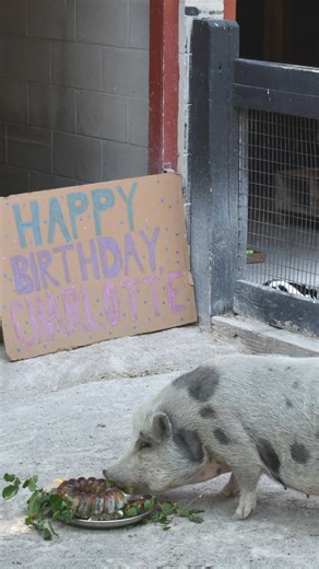4.7K views · 170 reactions |  There was a barnyard birthday bash today as Charlotte the pig celebrated turning 6 years old today! She partied with a frozen Bundt cake made of all of her favorite foods and topped with her favorite mulberry leaves! All whipped up by Keeper Allison and Commissary Keeper Heidi! Happy birthday you loveable and radiant piggy!  勇 #pig #happybirthday #zoo | Saginaw Children's Zoo | Facebook